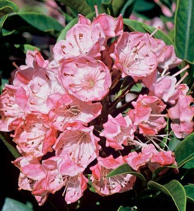 Kalmia Latifolia Raspberry Glow - View 10 from www redcrocus com