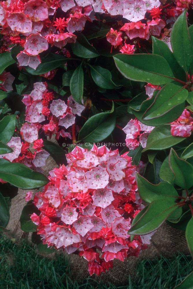 Kalmia Latifolia Raspberry Glow - View 11 from www redcrocus com