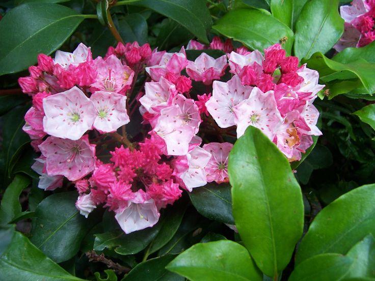 Kalmia Latifolia Raspberry Glow - View 12 from www redcrocus com