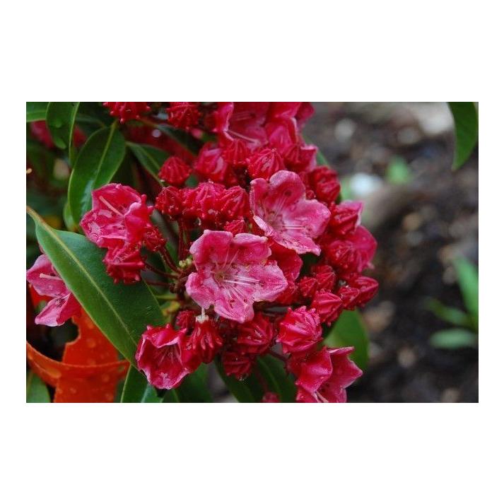 Kalmia Latifolia Raspberry Glow - View 13 from www redcrocus com
