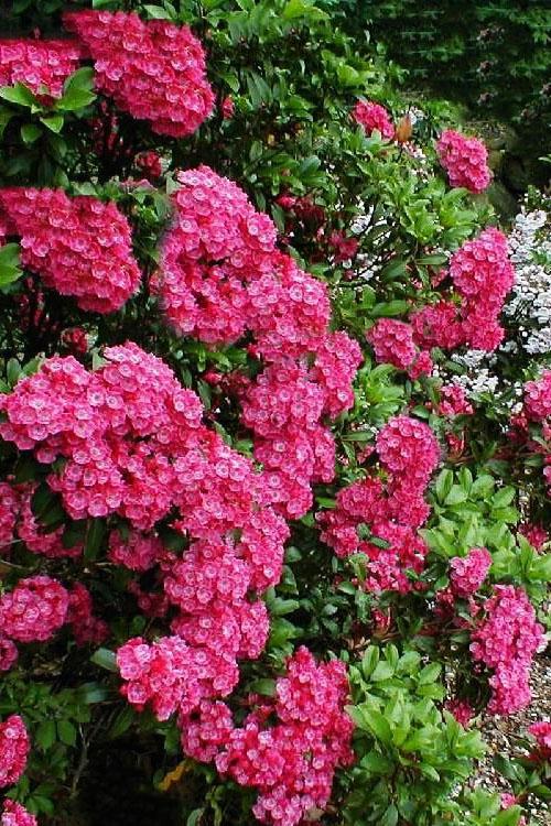 Kalmia Latifolia Raspberry Glow - View 14 from www redcrocus com