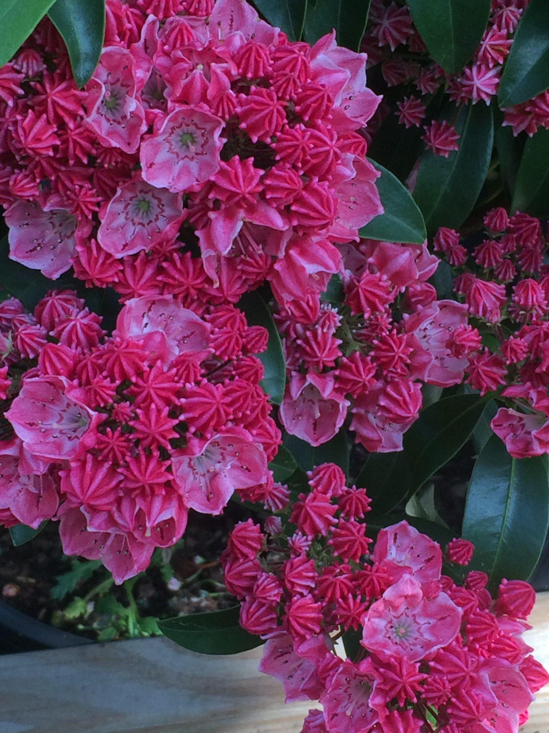 Kalmia Latifolia Raspberry Glow - View 15 from www redcrocus com