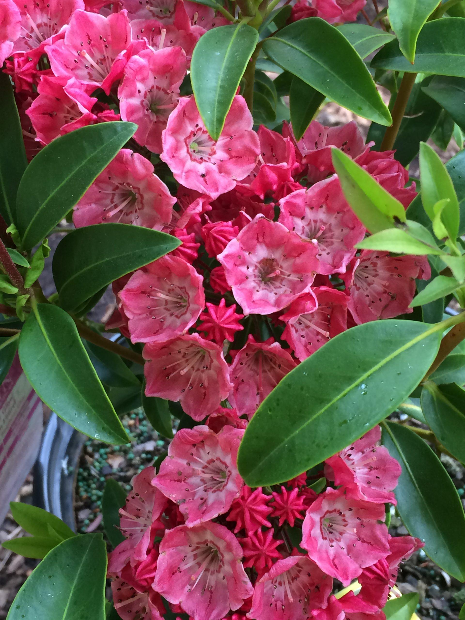 Kalmia Latifolia Raspberry Glow - View 16 from www redcrocus com