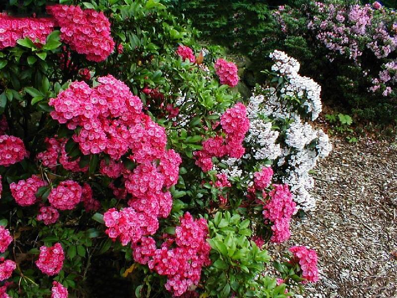 Kalmia Latifolia Raspberry Glow - View 17 from www redcrocus com