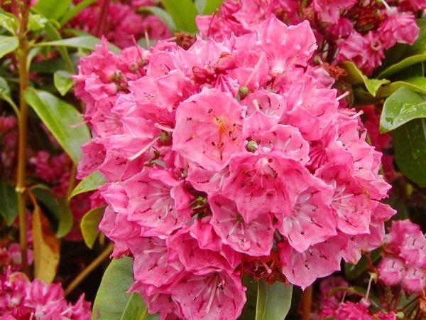 Kalmia Latifolia Raspberry Glow - View 18 from www redcrocus com