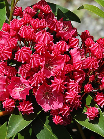 Kalmia Latifolia Raspberry Glow - View 19 from www redcrocus com