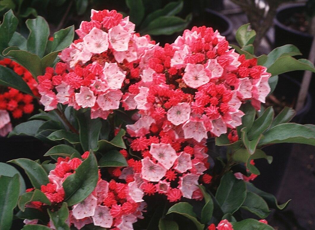 Kalmia Latifolia Raspberry Glow - View 19 from www redcrocus com