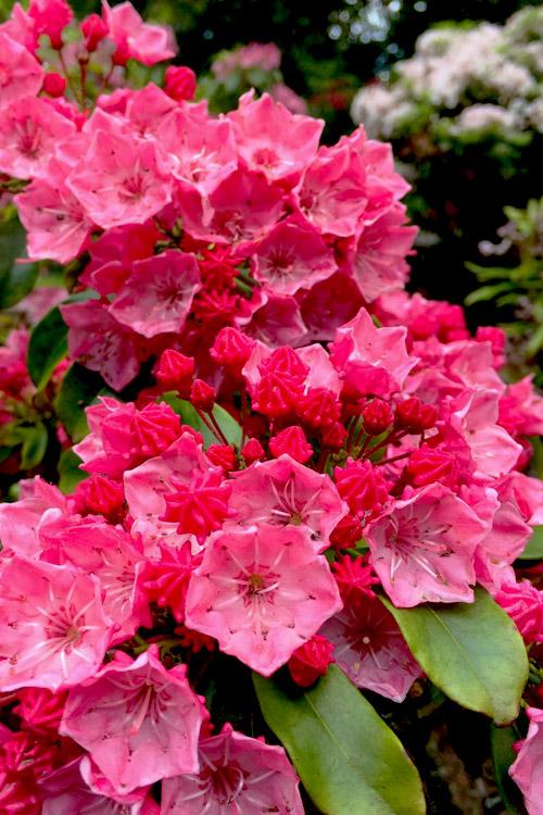 Kalmia Latifolia Raspberry Glow - View 1 from www redcrocus com
