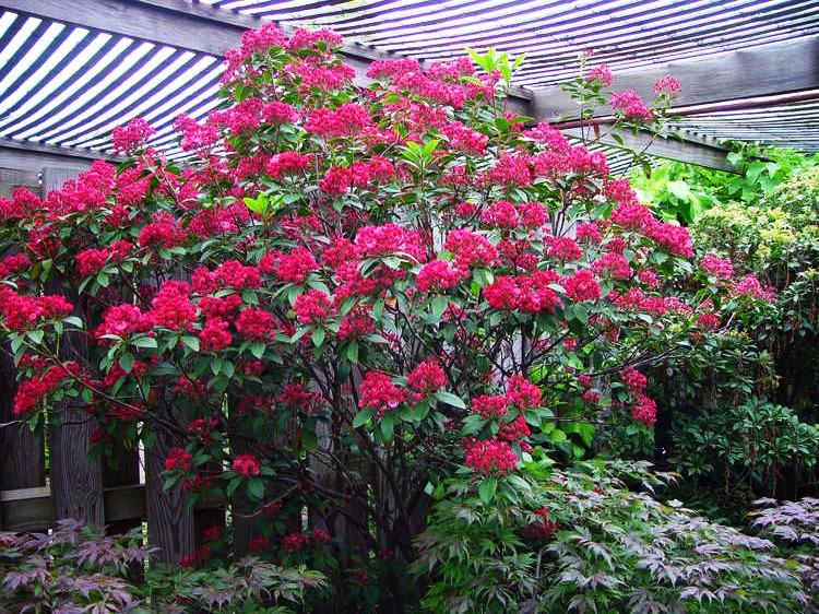 Kalmia Latifolia Raspberry Glow - View 20 from www redcrocus com
