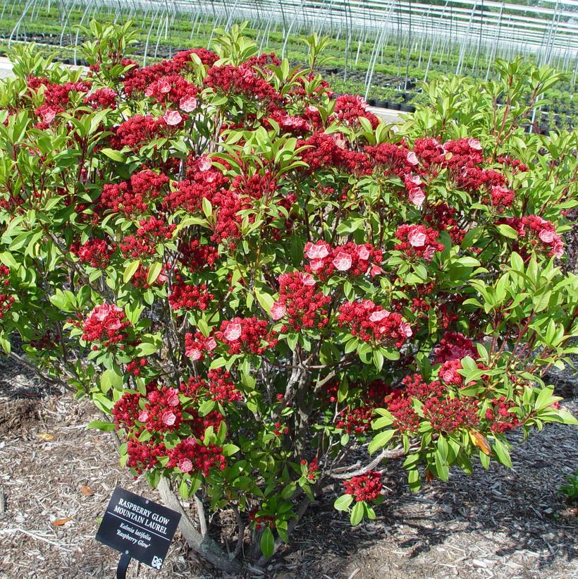 Kalmia Latifolia Raspberry Glow - View 2 from www redcrocus com