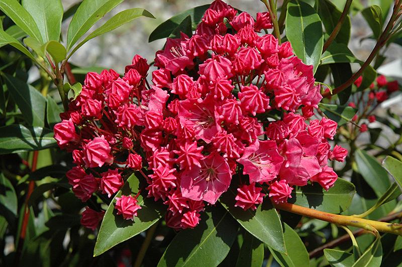 Kalmia Latifolia Raspberry Glow - View 3 from www redcrocus com
