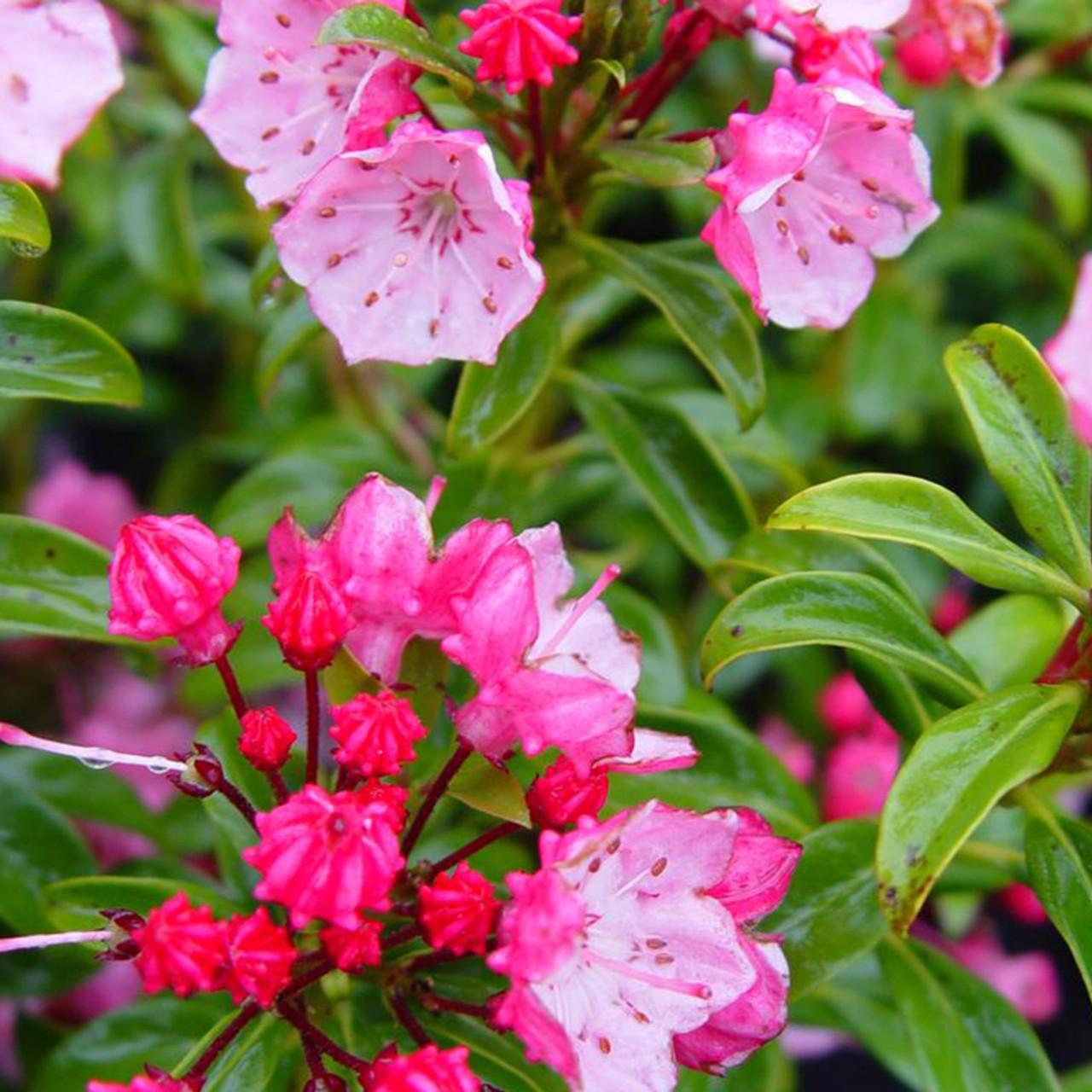 Kalmia Latifolia Raspberry Glow - View 6 from www redcrocus com