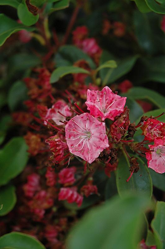 Kalmia Latifolia Raspberry Glow - View 7 from www redcrocus com