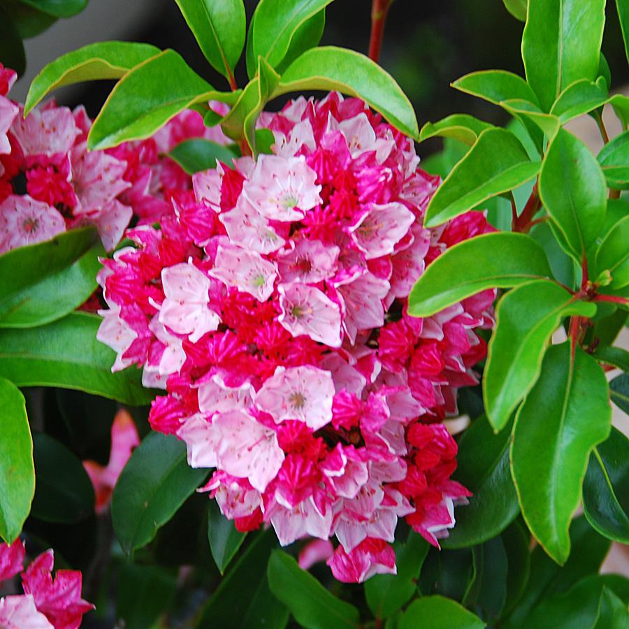 Kalmia Latifolia Raspberry Glow - View 8 from www redcrocus com