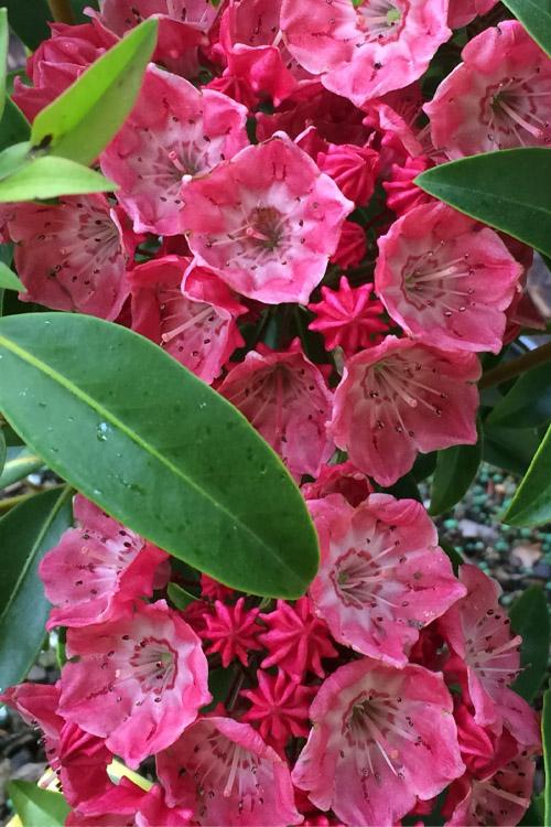 Kalmia Latifolia Raspberry Glow - View 9 from www redcrocus com