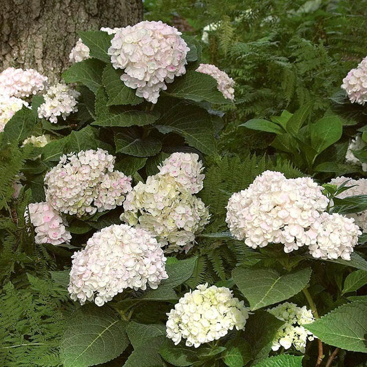 Hydrangea Macrophylla Blushing Bride - View 1 from www redcrocus com