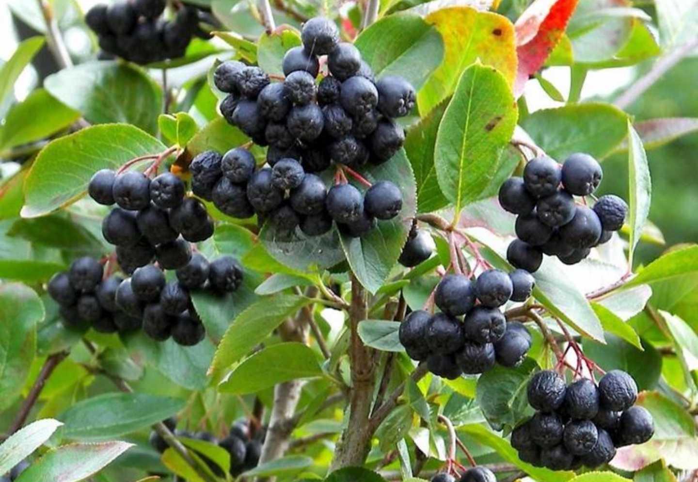 Aronia Melanocarpa - View 8 from www redcrocus com