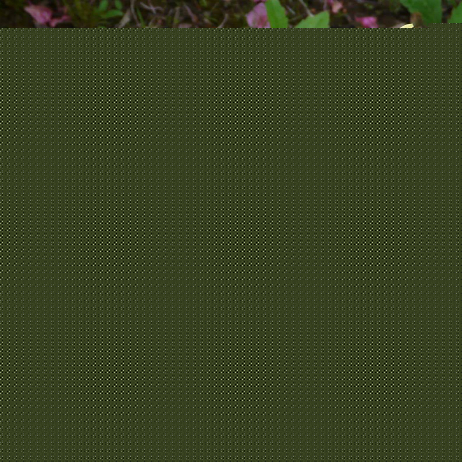 Rhododendron Capistrano - View 18 from www redcrocus com