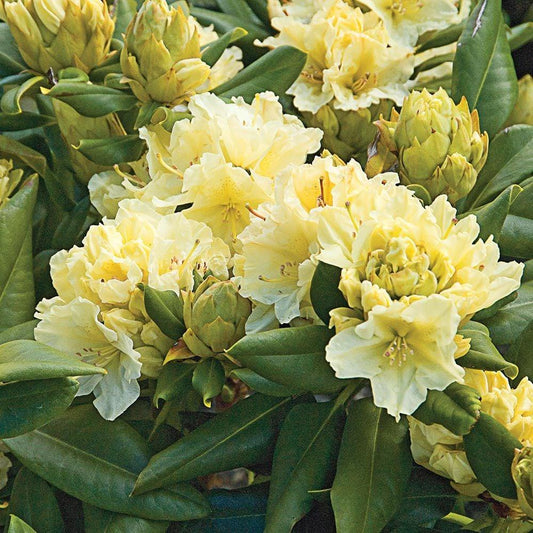 Rhododendron Capistrano - View 1 from www redcrocus com