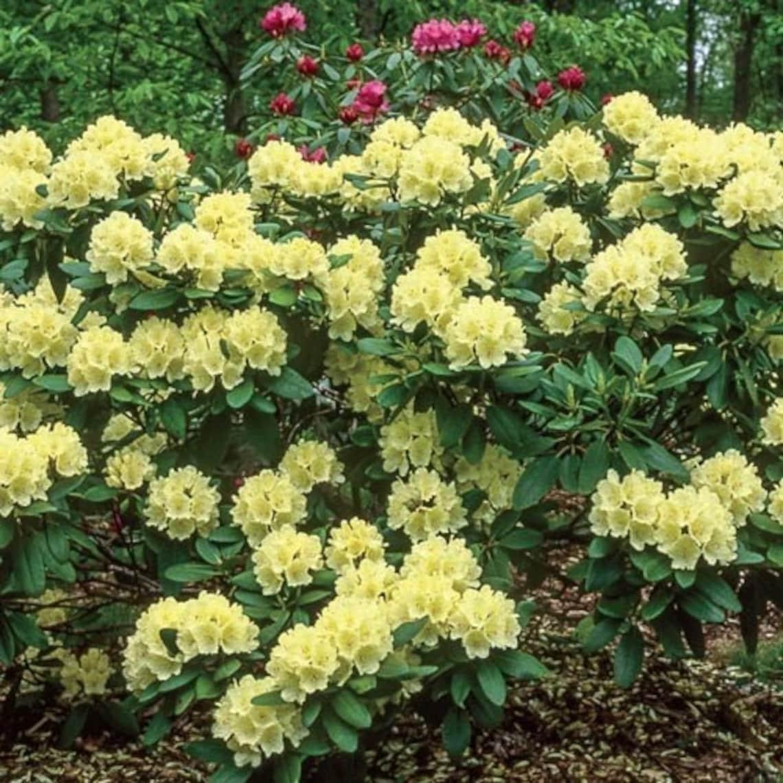 Rhododendron Capistrano - View 4 from www redcrocus com