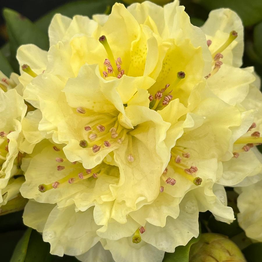 Rhododendron Capistrano - View 5 from www redcrocus com