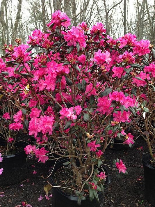 Rhododendron Landmark - View 1 from www redcrocus com