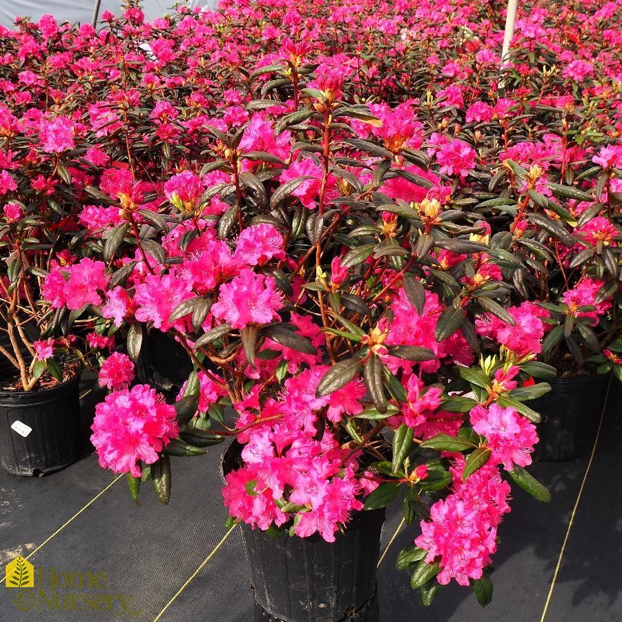 Rhododendron Landmark - View 4 from www redcrocus com