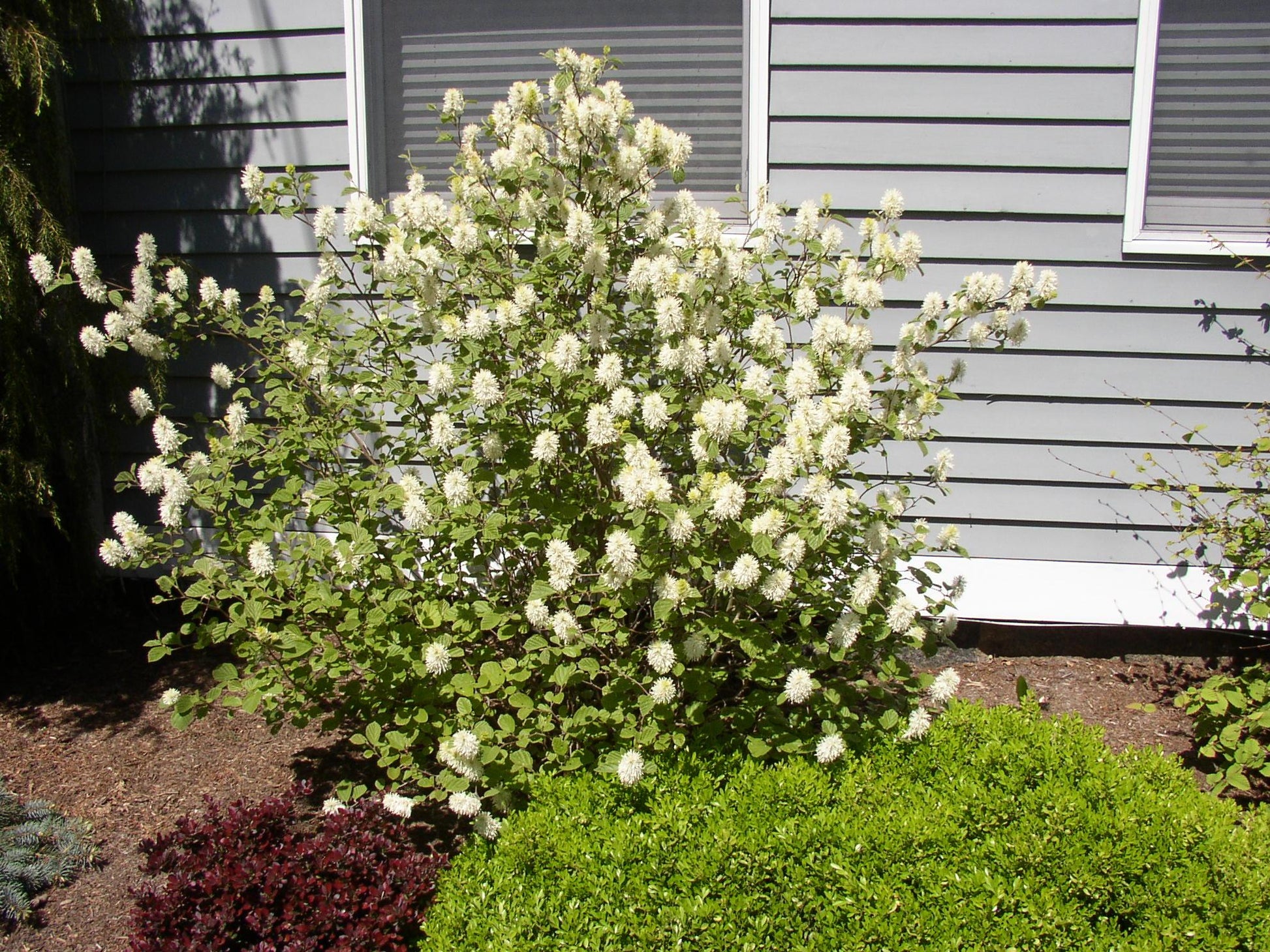 Fothergilla Gardenii - View 2 from www redcrocus com