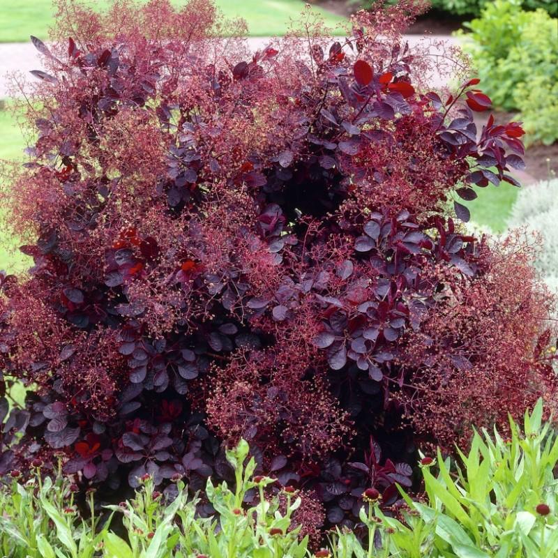 Cotinus Coggygria Royal Purple - View 10 from www redcrocus com