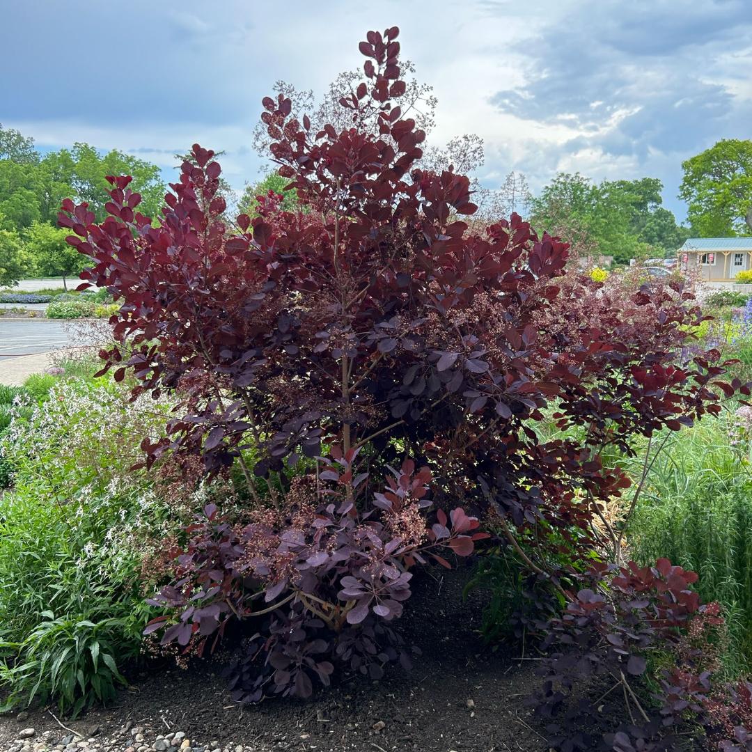 Cotinus Coggygria Royal Purple - View 15 from www redcrocus com