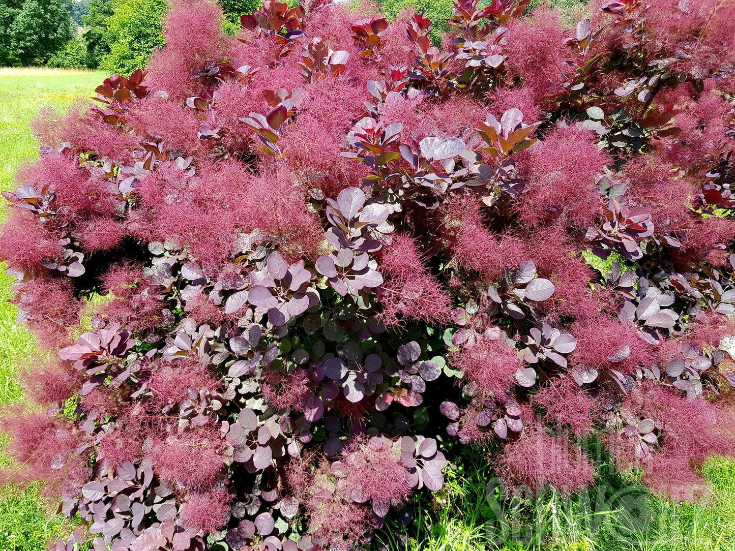 Cotinus Coggygria Royal Purple - View 16 from www redcrocus com