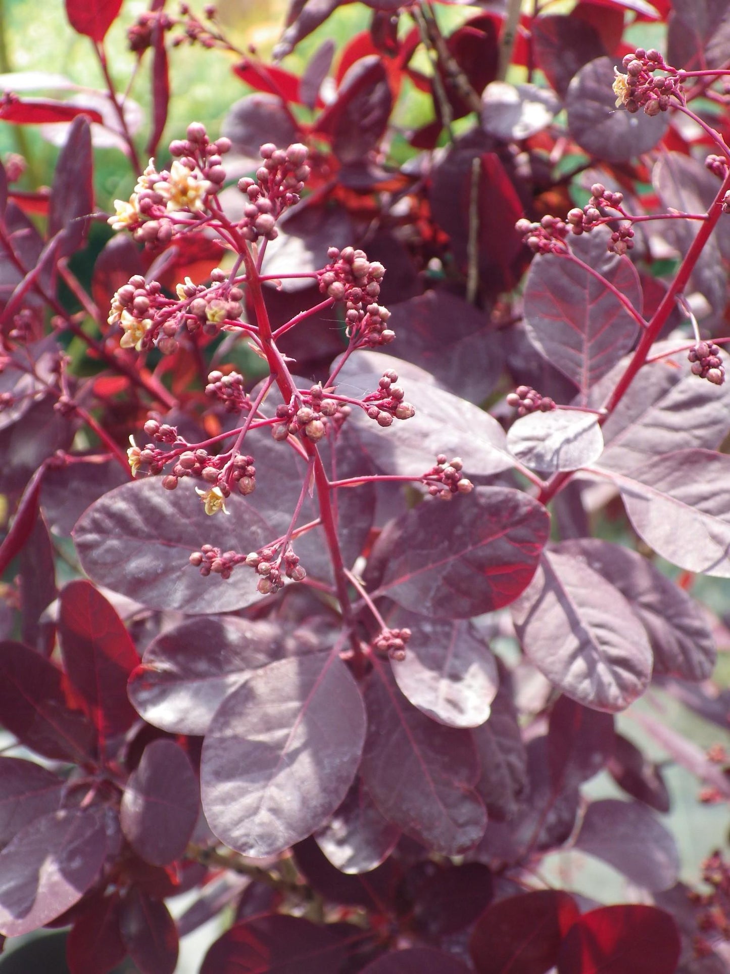 Cotinus Coggygria Royal Purple - View 17 from www redcrocus com