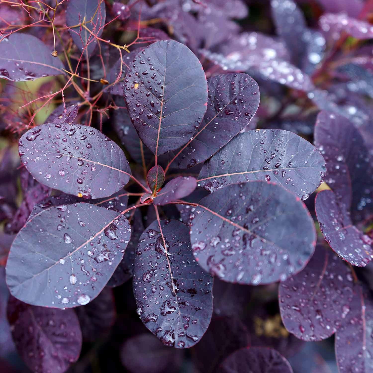 Cotinus Coggygria Royal Purple - View 3 from www redcrocus com