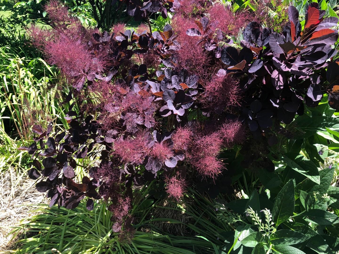 Cotinus Coggygria Royal Purple - View 6 from www redcrocus com