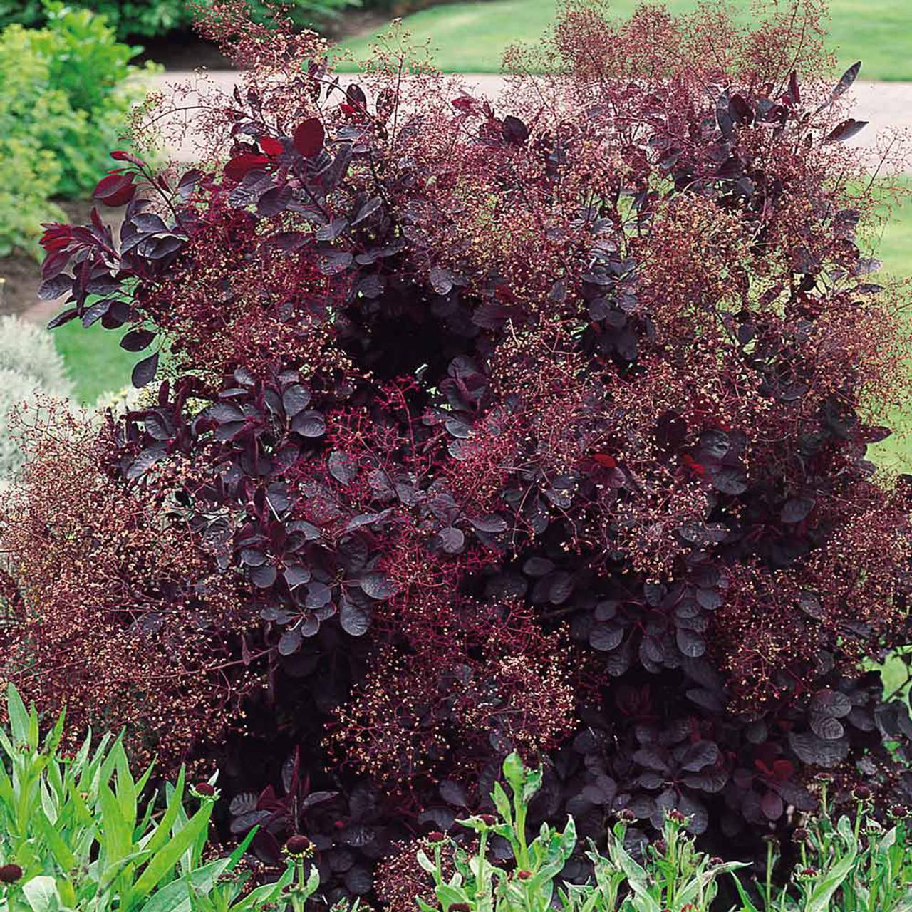 Cotinus Coggygria Royal Purple - View 7 from www redcrocus com