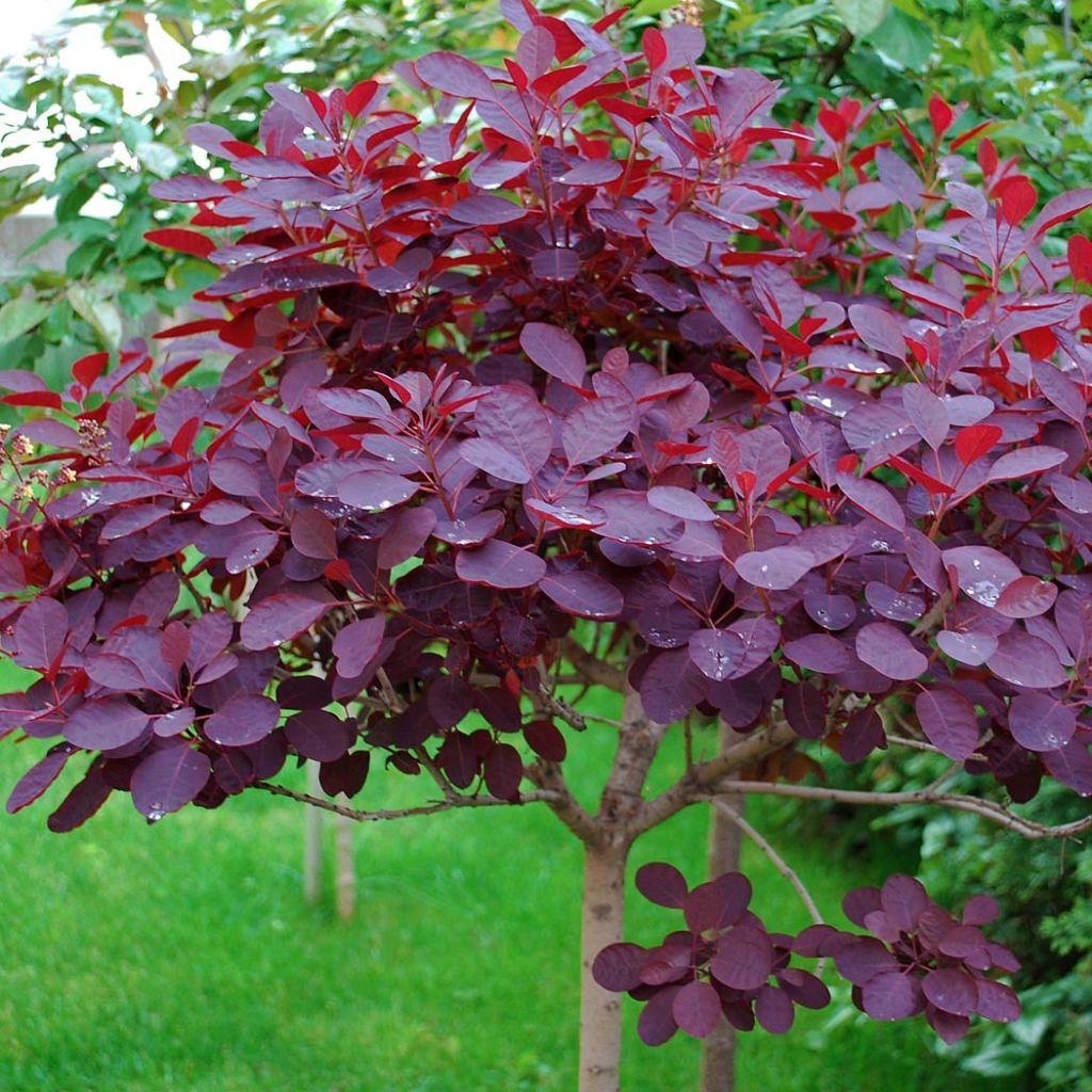 Cotinus Coggygria Royal Purple - View 8 from www redcrocus com