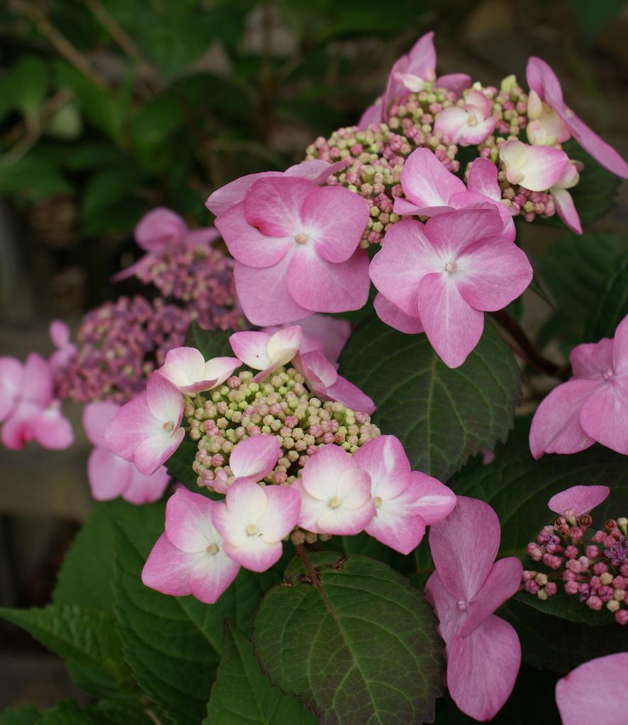 Hydrangea Macrophylla Twist N Shout - View 10 from www redcrocus com