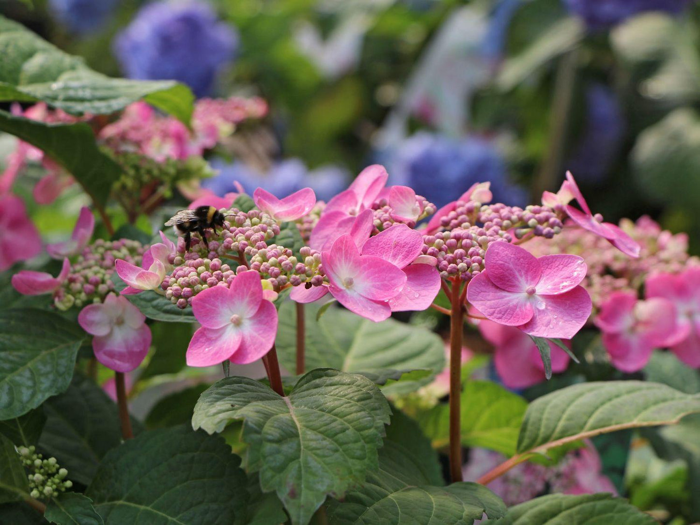 Hydrangea Macrophylla Twist N Shout - View 11 from www redcrocus com