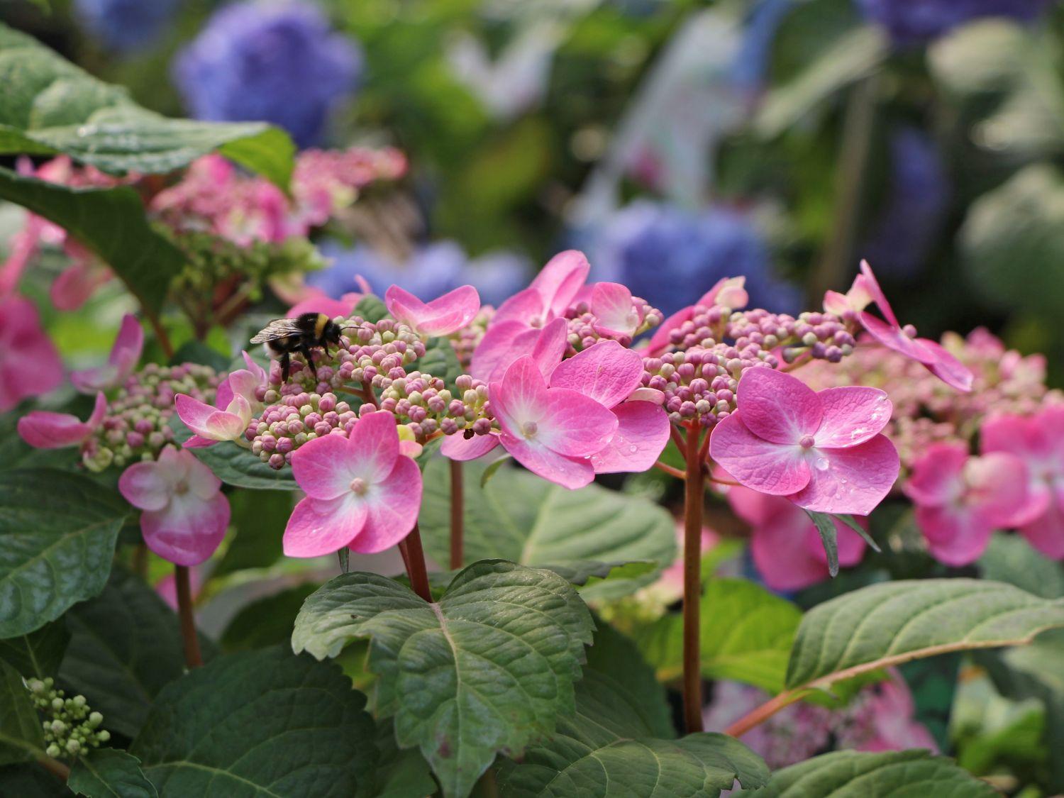 Hydrangea Macrophylla Twist N Shout - View 11 from www redcrocus com