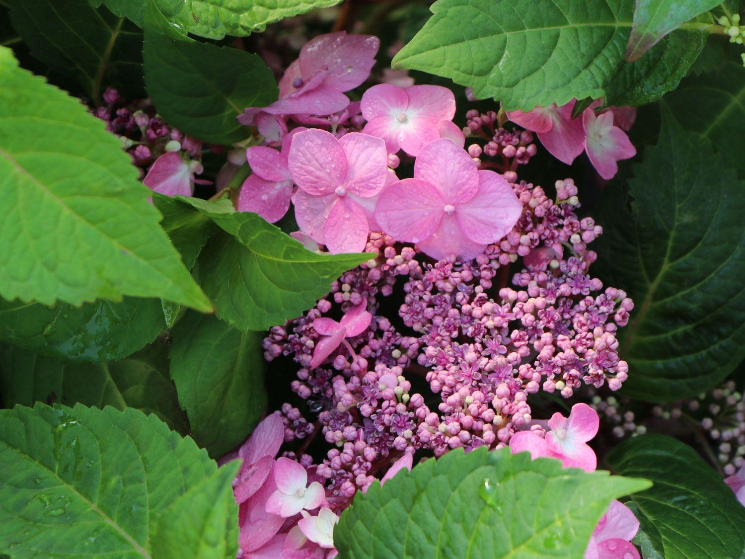 Hydrangea Macrophylla Twist N Shout - View 12 from www redcrocus com