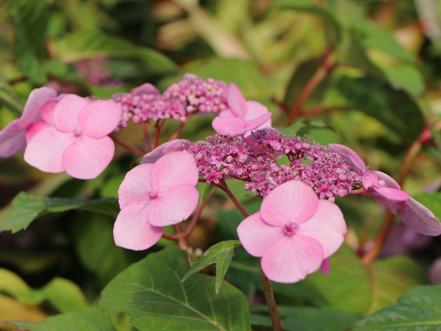 Hydrangea Macrophylla Twist N Shout - View 13 from www redcrocus com