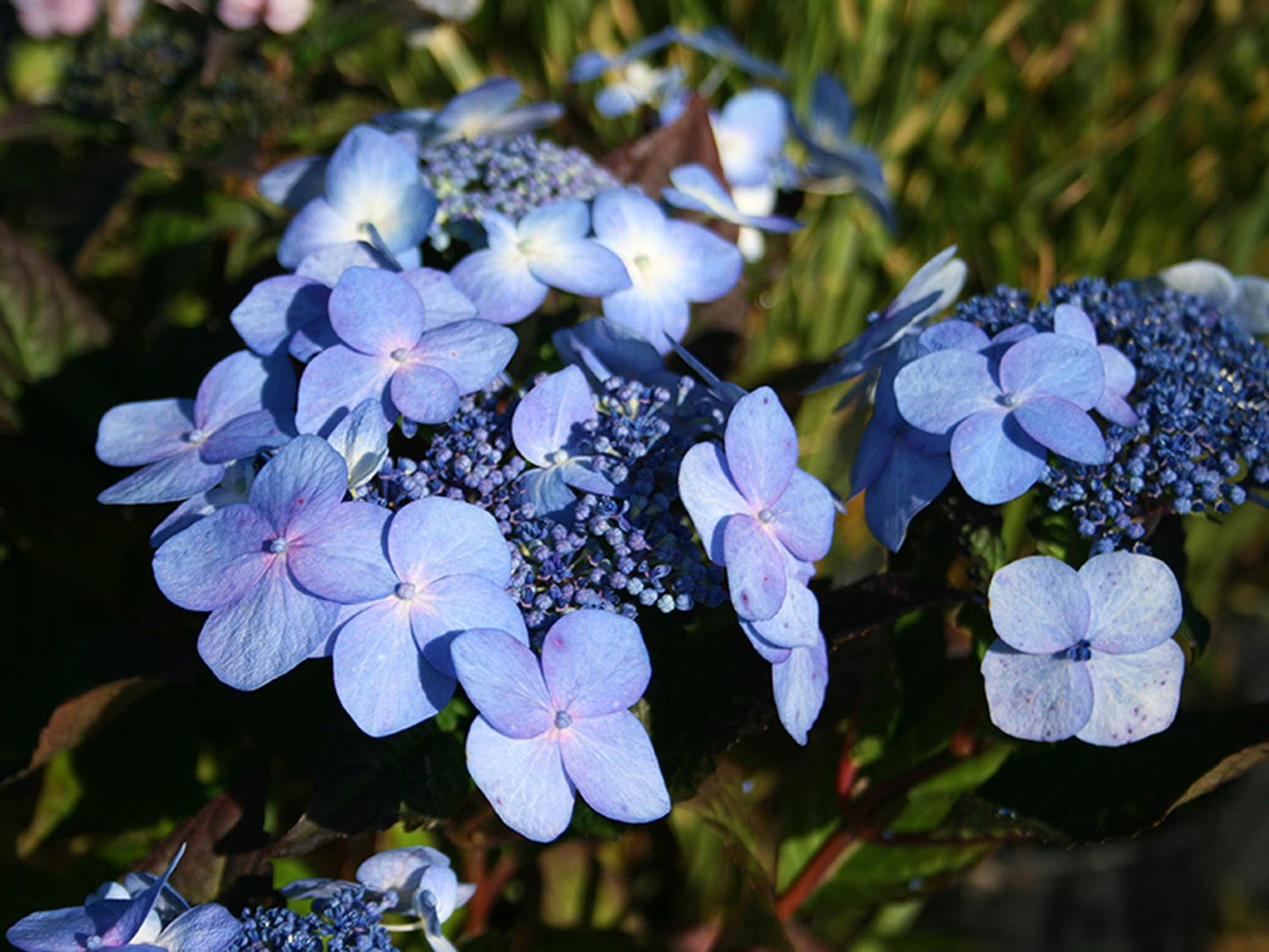 Hydrangea Macrophylla Twist N Shout - View 14 from www redcrocus com