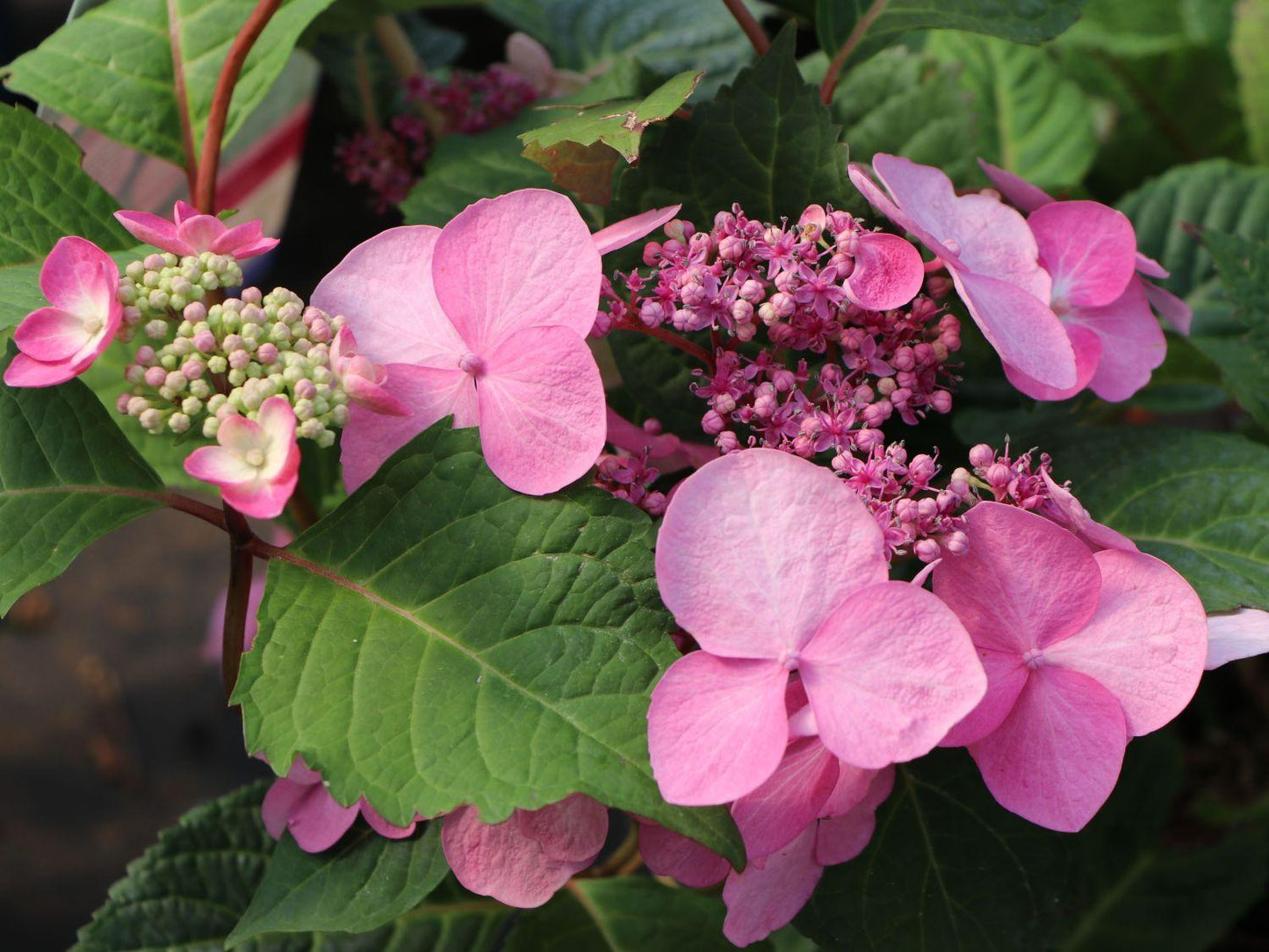 Hydrangea Macrophylla Twist N Shout - View 15 from www redcrocus com