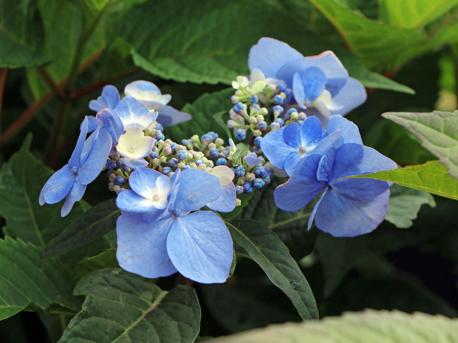 Hydrangea Macrophylla Twist N Shout - View 16 from www redcrocus com