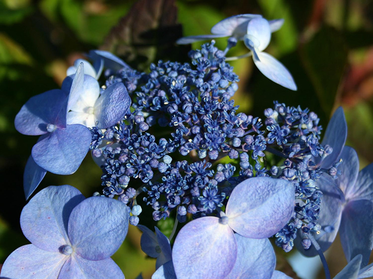Hydrangea Macrophylla Twist N Shout - View 17 from www redcrocus com