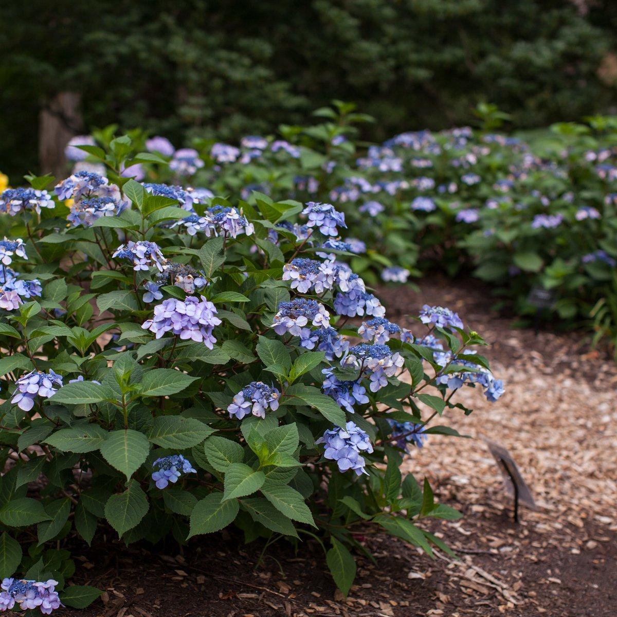 Hydrangea Macrophylla Twist N Shout - View 18 from www redcrocus com
