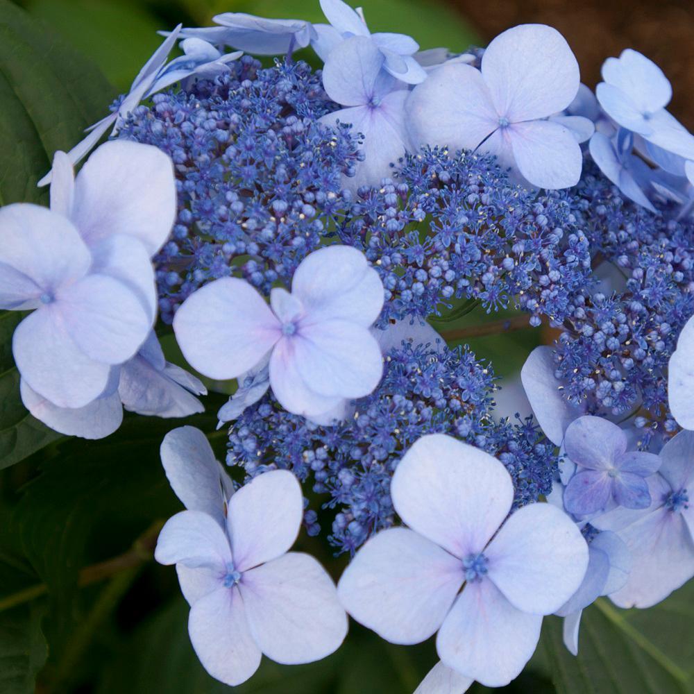 Hydrangea Macrophylla Twist N Shout - View 19 from www redcrocus com