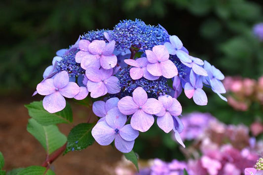 Hydrangea Macrophylla Twist N Shout - View 1 from www redcrocus com