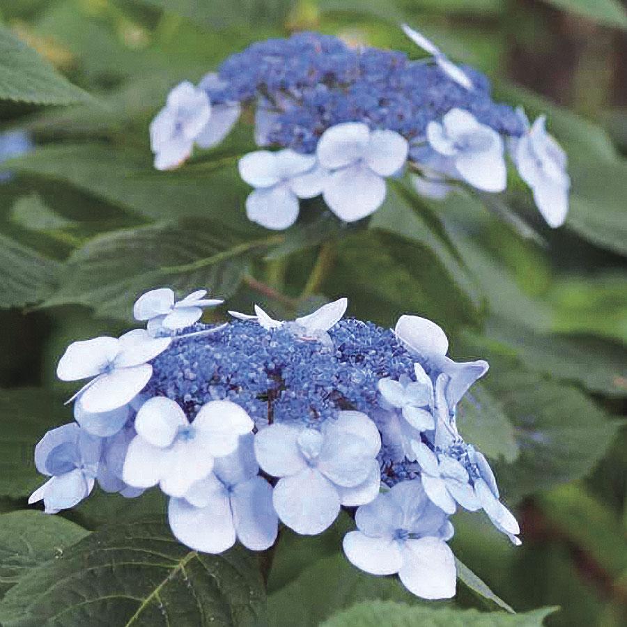 Hydrangea Macrophylla Twist N Shout - View 2 from www redcrocus com