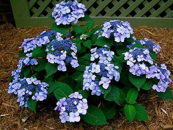 Hydrangea Macrophylla Twist N Shout - View 3 from www redcrocus com